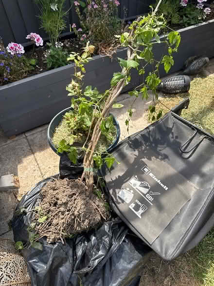 Photo of free Clematis plant (CR7) #1