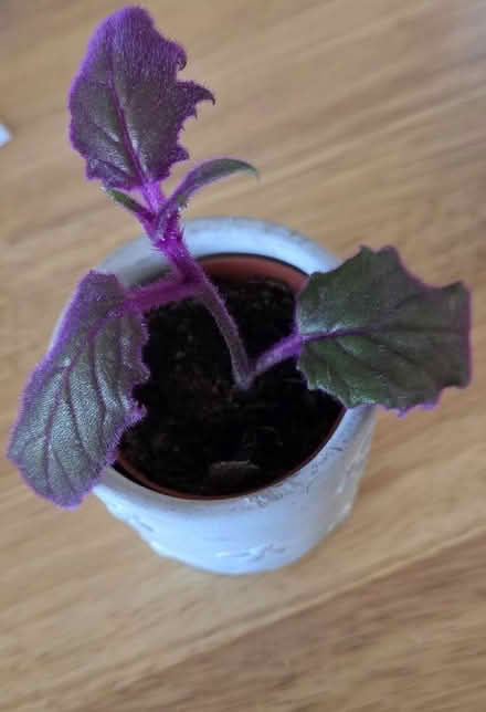 Photo of free Houseplant cuttings (Broadstairs CT10) #4