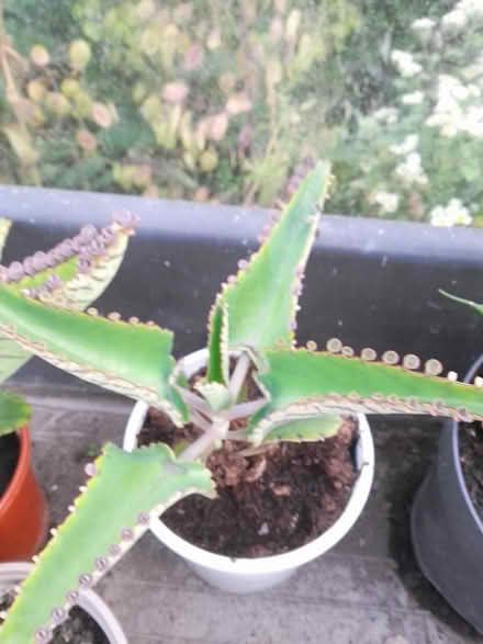 Photo of free Mexican hat houseplant (Killamarsh S21) #1