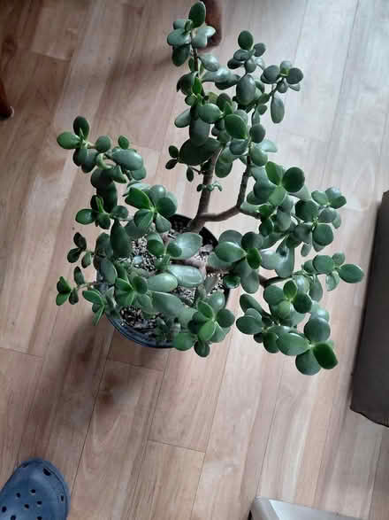 Photo of free Money tree (HX7) #1