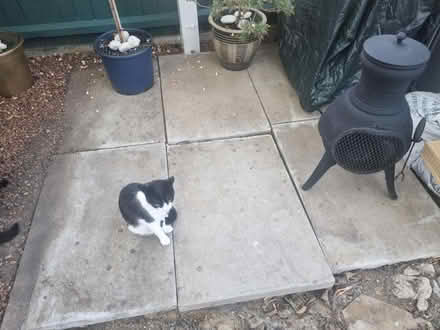 Photo of free 6 Concrete slabs (Victoria Park E9) #2