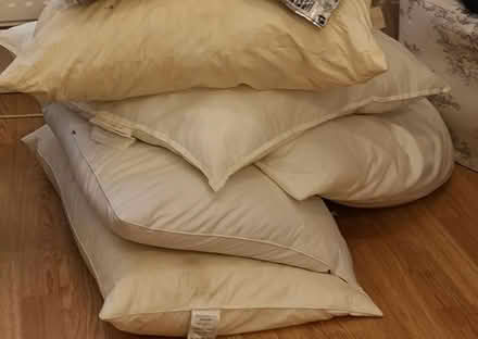 Photo of free Pillows set of 5 (Hove BN3) #1