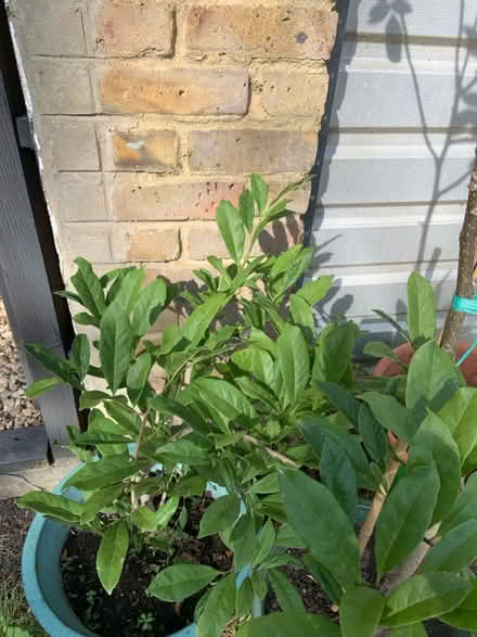 Photo of free Potted plants (Hampton Hill) #3