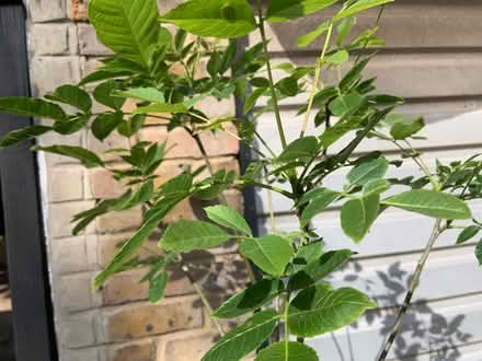 Photo of free Potted plants (Hampton Hill) #2