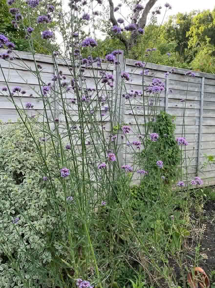 Photo of free Verbena bonarianensis seedlings (New Marston OX3) #2