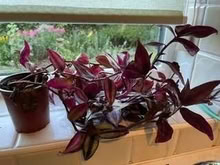 Photo of free Tradescantia (Caldecott OX14) #1