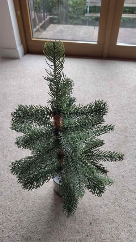 Photo of free Small Christmas trees (Torbrex FK8) #2