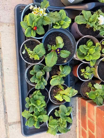 Photo of free Primula plants (South Harting) #4