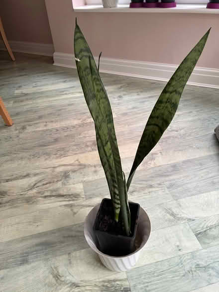 Photo of free Sanseveria (Ashton-on-Ribble PR2) #1
