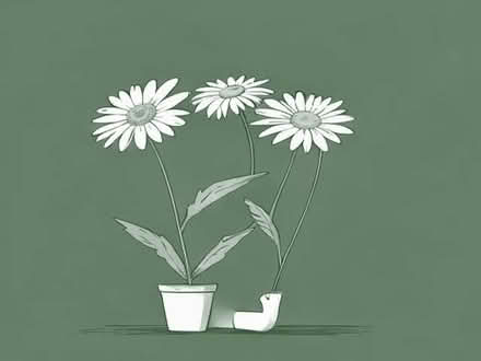 Photo of free Michaelmas daisy plants (Gray Street Mews AB10) #1