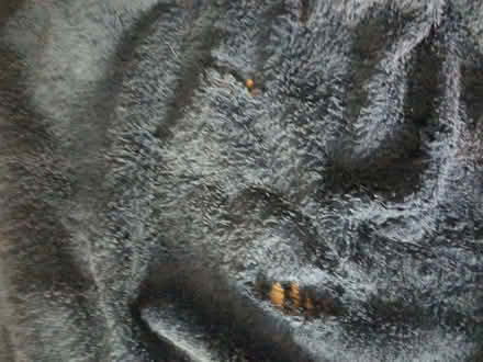 Photo of free Damaged bath towel (perfect for pets) (Gospel Oak NW5) #2