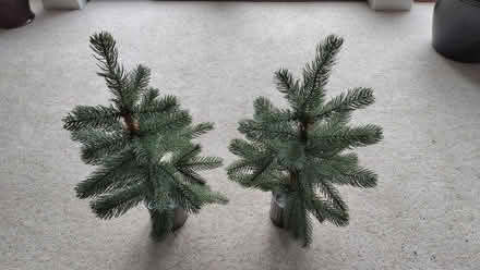 Photo of free Small Christmas trees (Torbrex FK8) #1