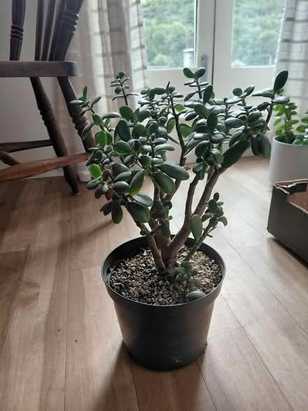 Photo of free Money tree (HX7) #2