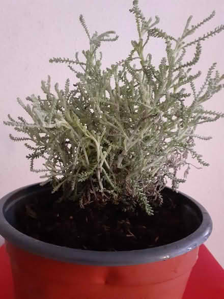 Photo of free Cotton Lavender Plant (Gun Quarter B4) #1