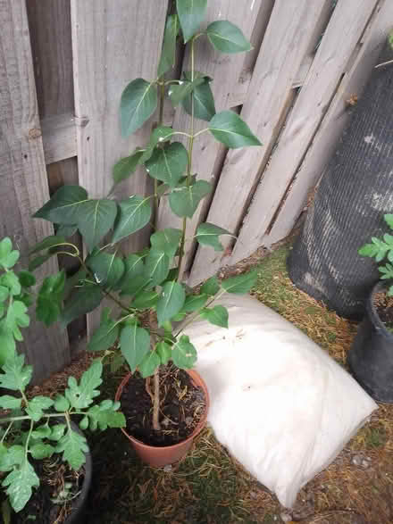 Photo of free Lilac sapling in pot (Killamarsh S21) #1