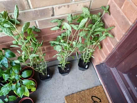 Photo of free Plants (Leadenhall MK6) #4