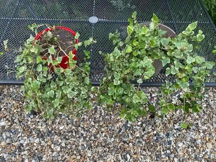 Photo of free Variegated Trailing Ivy (Hellesdon NR6) #4