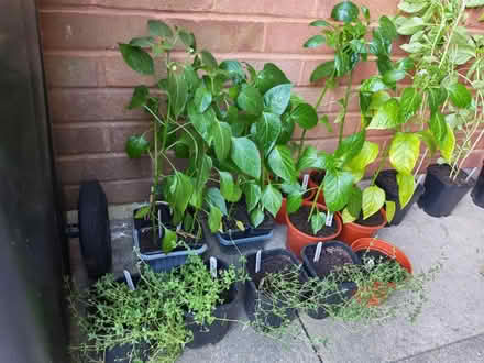 Photo of free Plants (Leadenhall MK6) #2