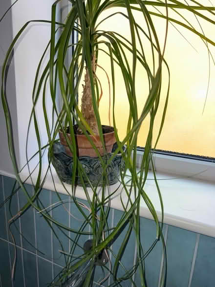 Photo of free Indoor plants (Croham CR2) #3