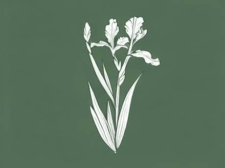 Photo of Beard Irises... (Cardrona EH44) #1
