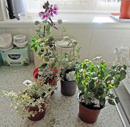 Photo of free Garden plants (Langley SL3) #1
