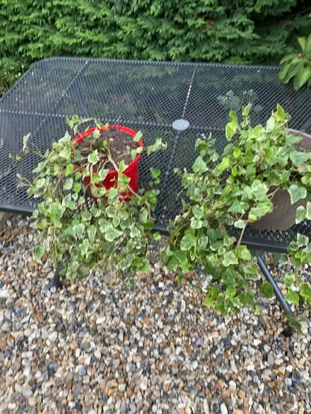 Photo of free Variegated Trailing Ivy (Hellesdon NR6) #1