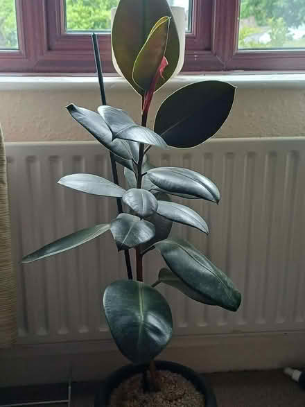Photo of free Rubber plant (Penrith CA11) #1