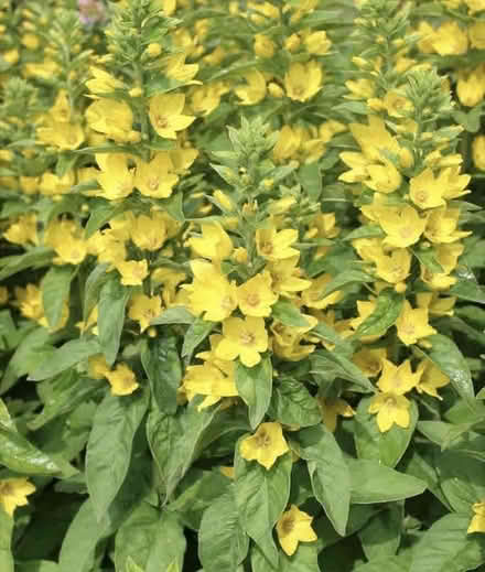 Photo of Plant Divisions (Cheshunt EN7) #1