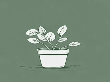 Photo of House plant (Portsea PO1) #1