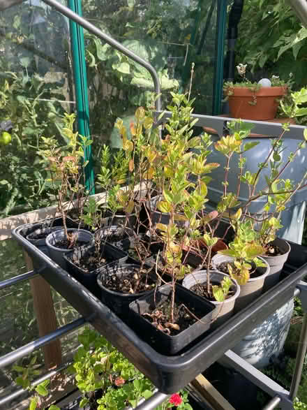 Photo of free Shrubby salvias (Chestfield CT5) #2