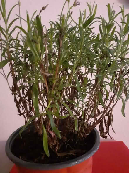 Photo of free Lavender plant (Gun Quarter B4) #1