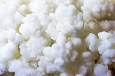 Photo of milk kefir grains (Niddrie EH16) #1