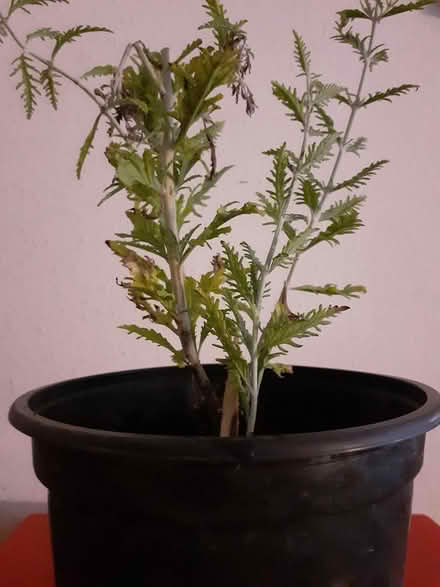 Photo of free Russian Sage Plant (Birmingham City Centre B4) #1