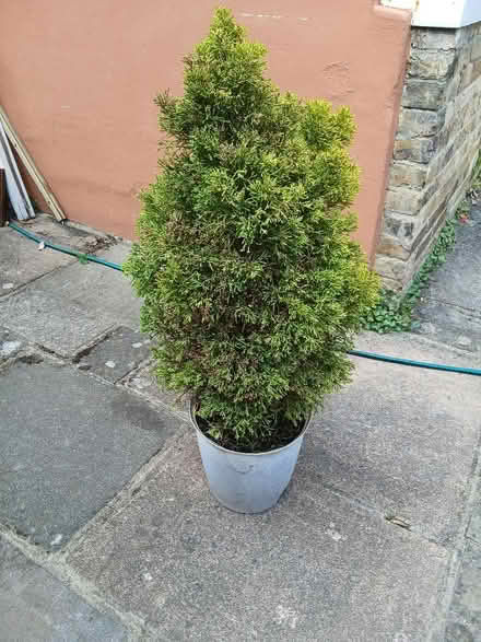 Photo of free Small Fir Tree (Ramsgate CT11) #1