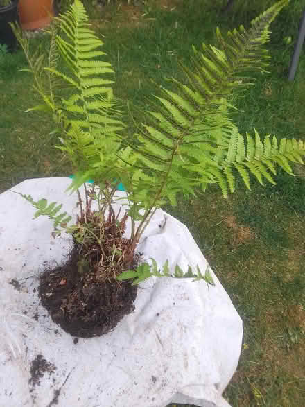 Photo of free Fern (Killamarsh S21) #1