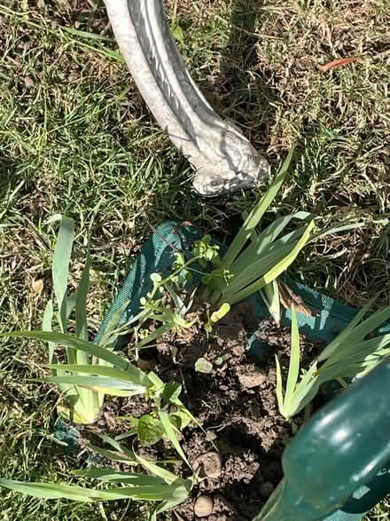 Photo of free Lots of baby plants of this (Welling DA16) #1