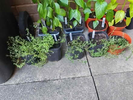 Photo of free Plants (Leadenhall MK6) #3