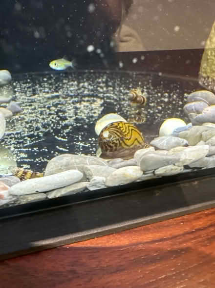 Photo of free Tropical fish tank (West Felton SY11) #4