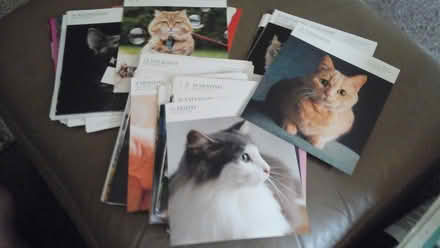 Photo of free 100 + pictures of cats (Shawlands) #1