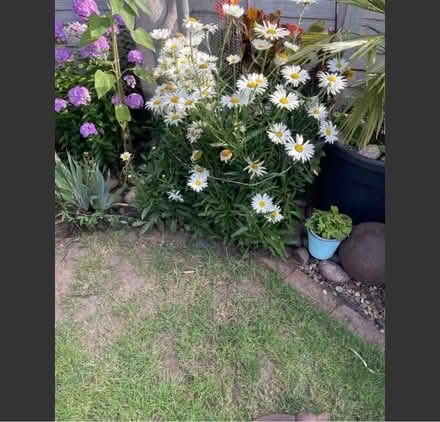 Photo of free 7 small daily plants (Welling DA16) #2