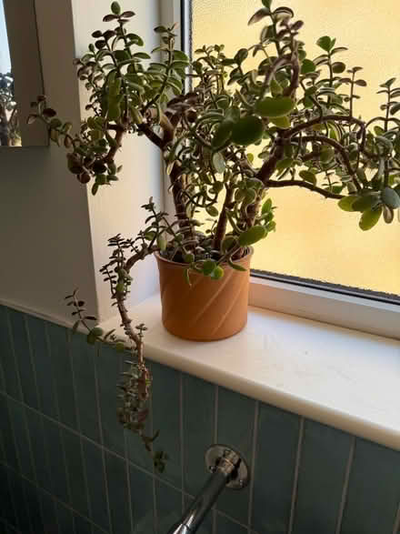 Photo of free Indoor plants (Croham CR2) #2