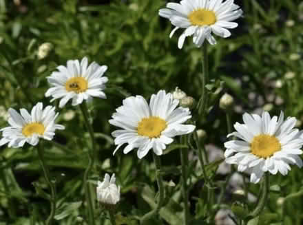 Photo of Plant Divisions (Cheshunt EN7) #2