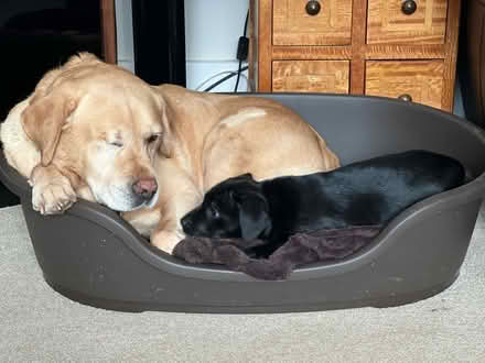 Photo of free Plastic dog bed (Blairdaff AB51) #3