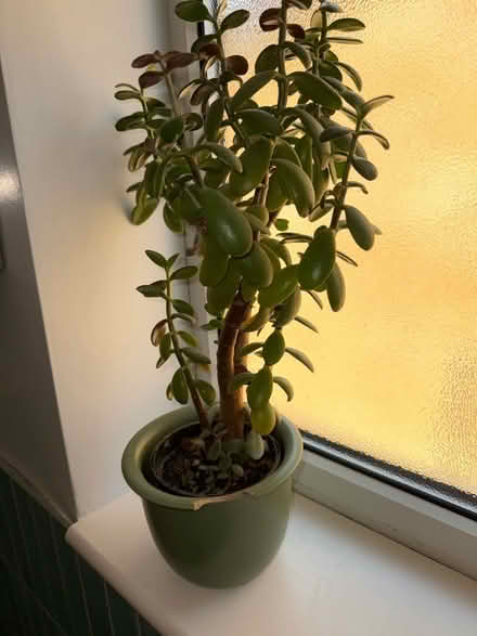 Photo of free Indoor plants (Croham CR2) #1