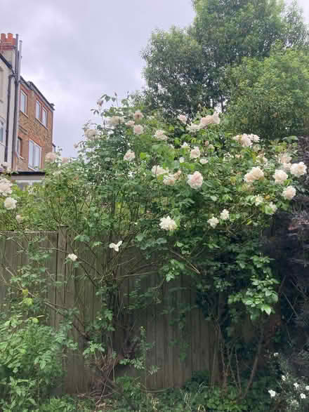 Photo of free Large rose bushes x 2 (Harringay N4) #1