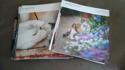 Photo of free 100 + pictures of cats (Shawlands) #2