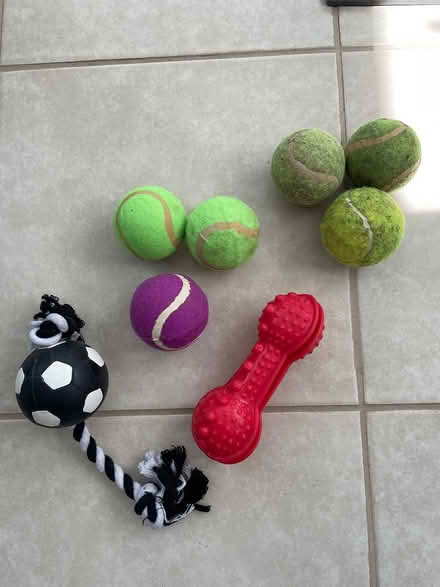 Photo of free Dog balls and toys (Trowbridge BA14) #1