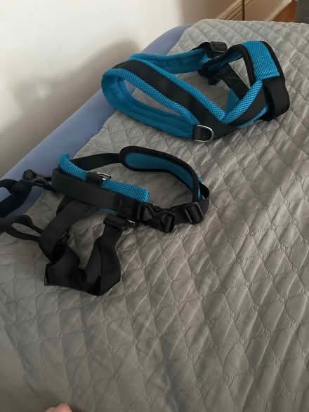 Photo of free Rear lift harness for dog (Cambridgeport) #1