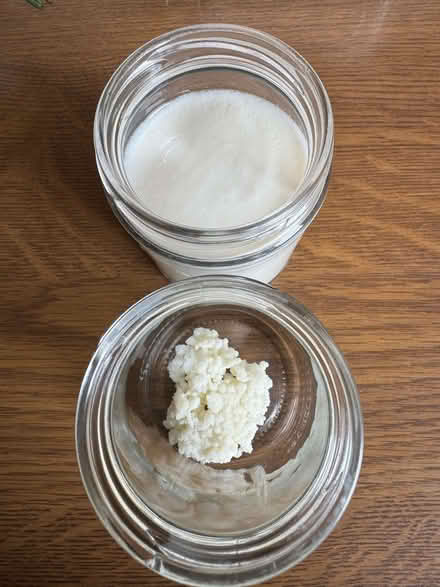 Photo of free Kefir grains (Bridge of Allan FK9) #1
