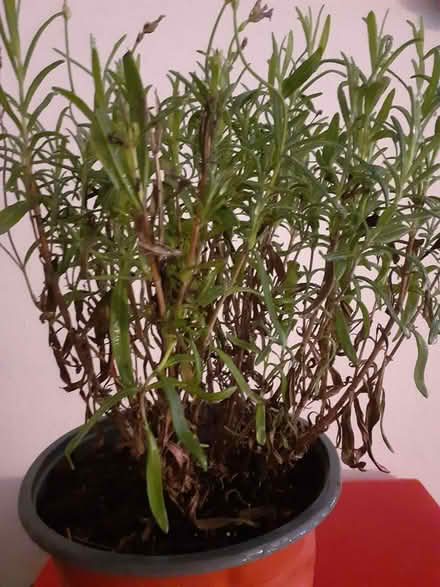 Photo of free Lavender Plant (Birmingham City Centre B4) #1